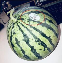 吃瓜网红术语,吃瓜群众必备的网红术语全解析 第3张 吃瓜网红术语,吃瓜群众必备的网红术语全解析 第3张